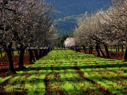 One almond tree gets a head
